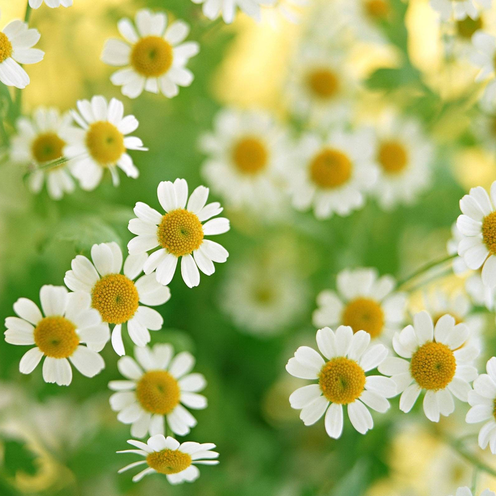 Best Daisies Backgrounds