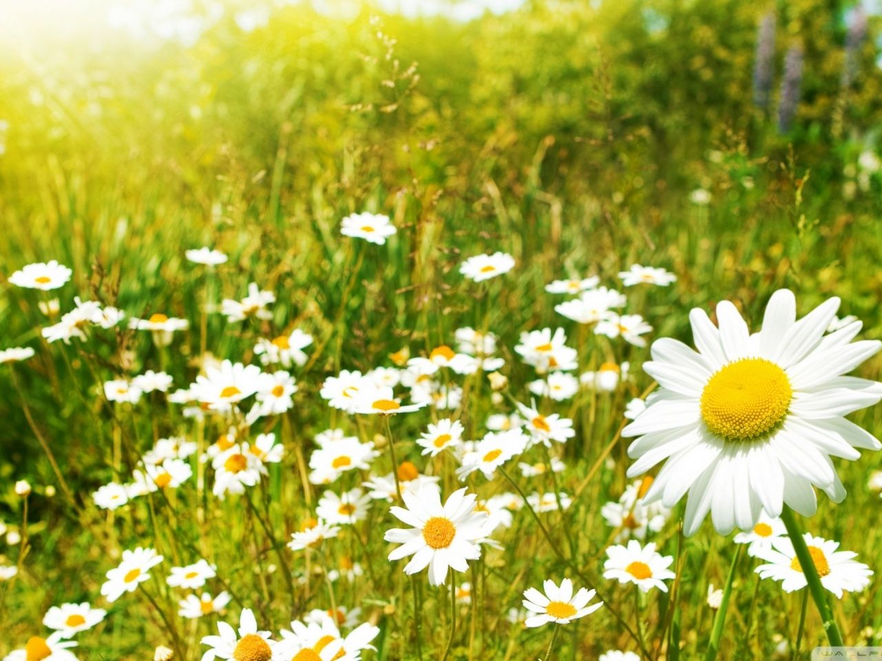 Best Daisies Backgrounds