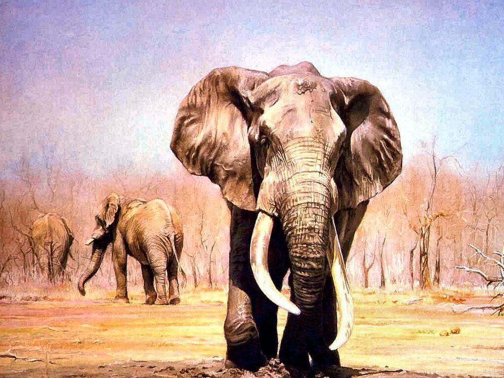 Best Elephant Background