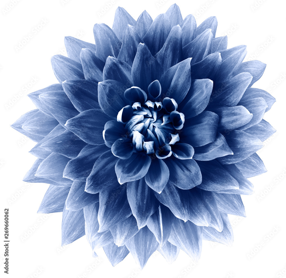 Big Flower Background