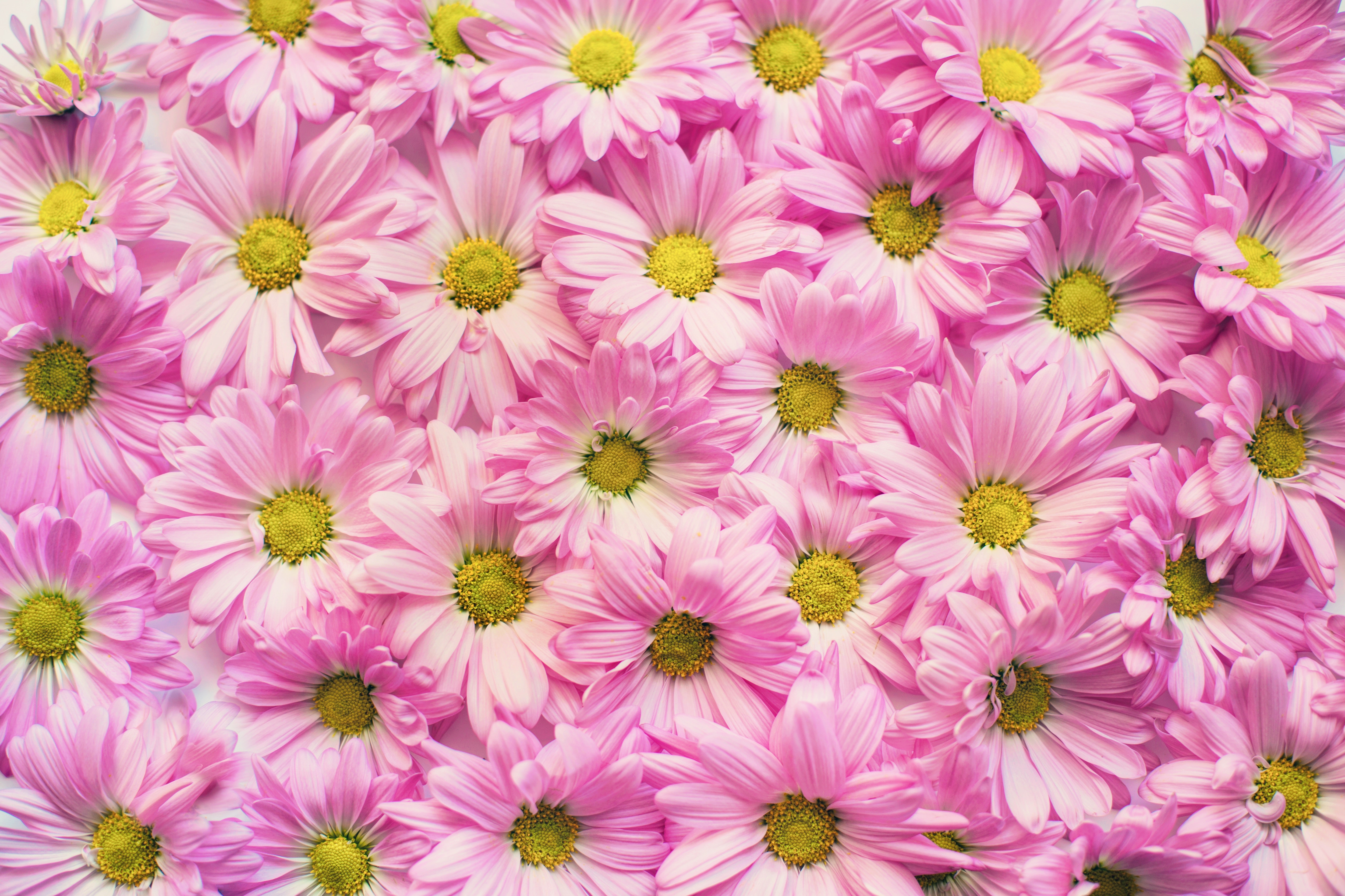 Big Flower Background