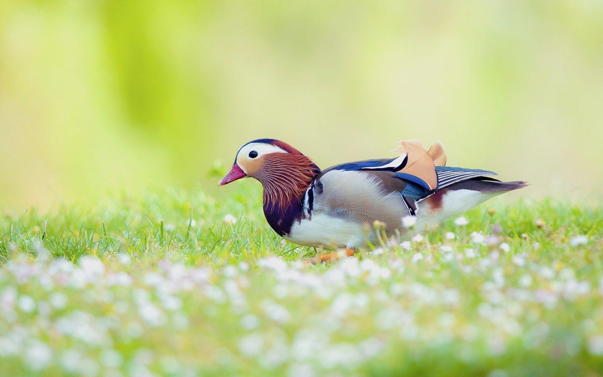 Bird Desktop Background