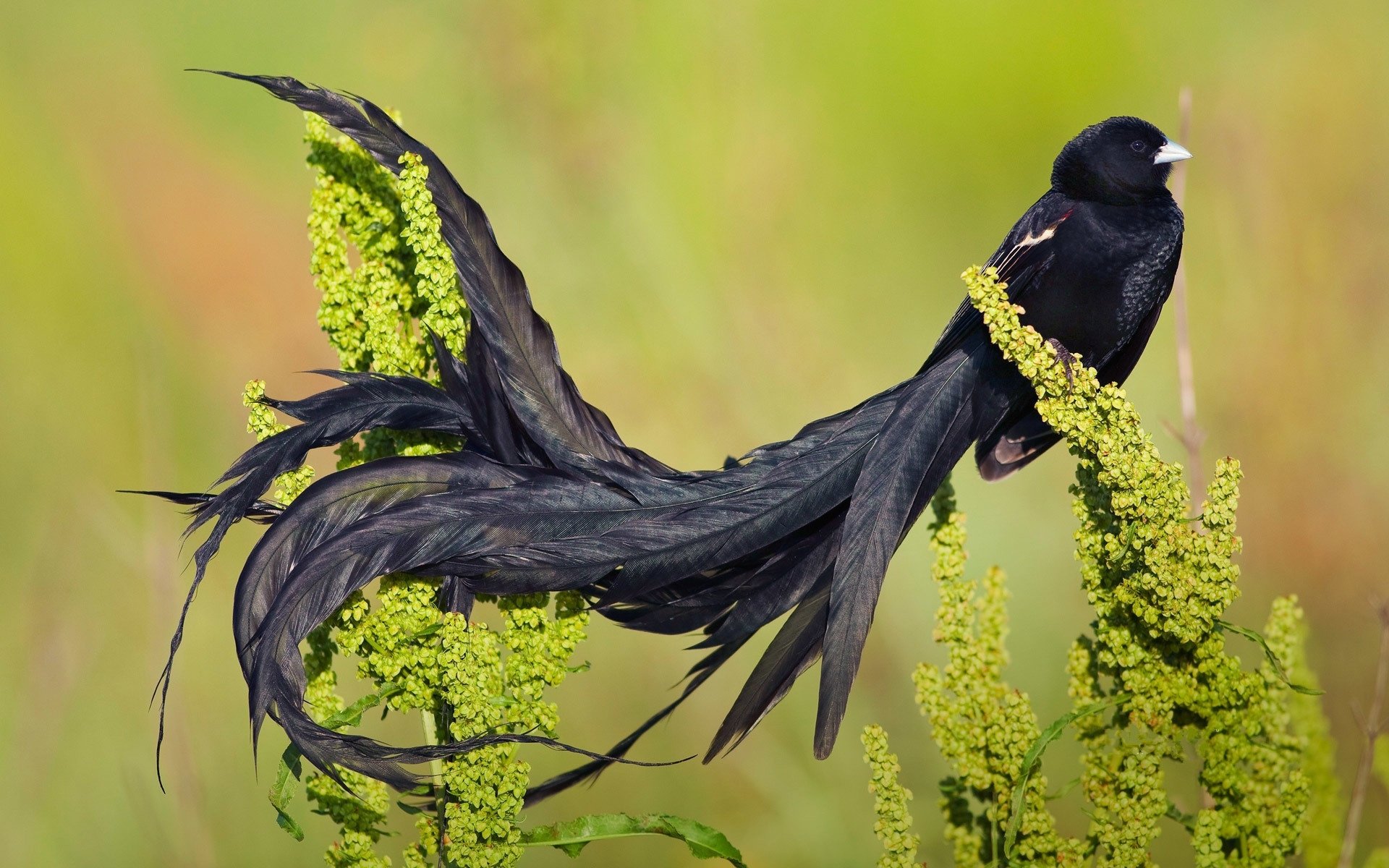 Birds Of Paradise Background