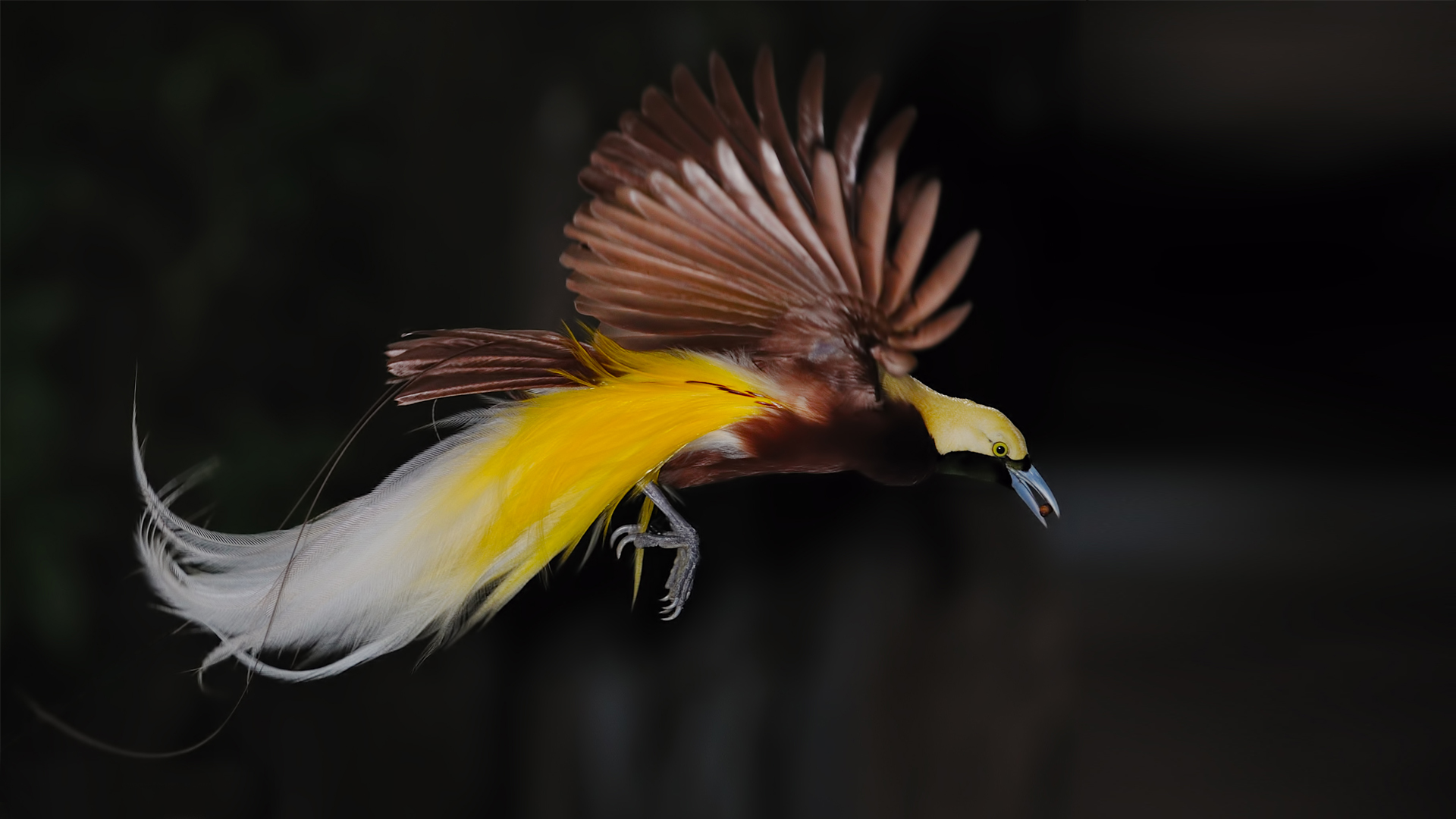 Birds Of Paradise Background