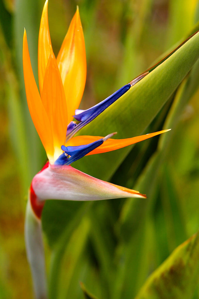 Birds Of Paradise Background