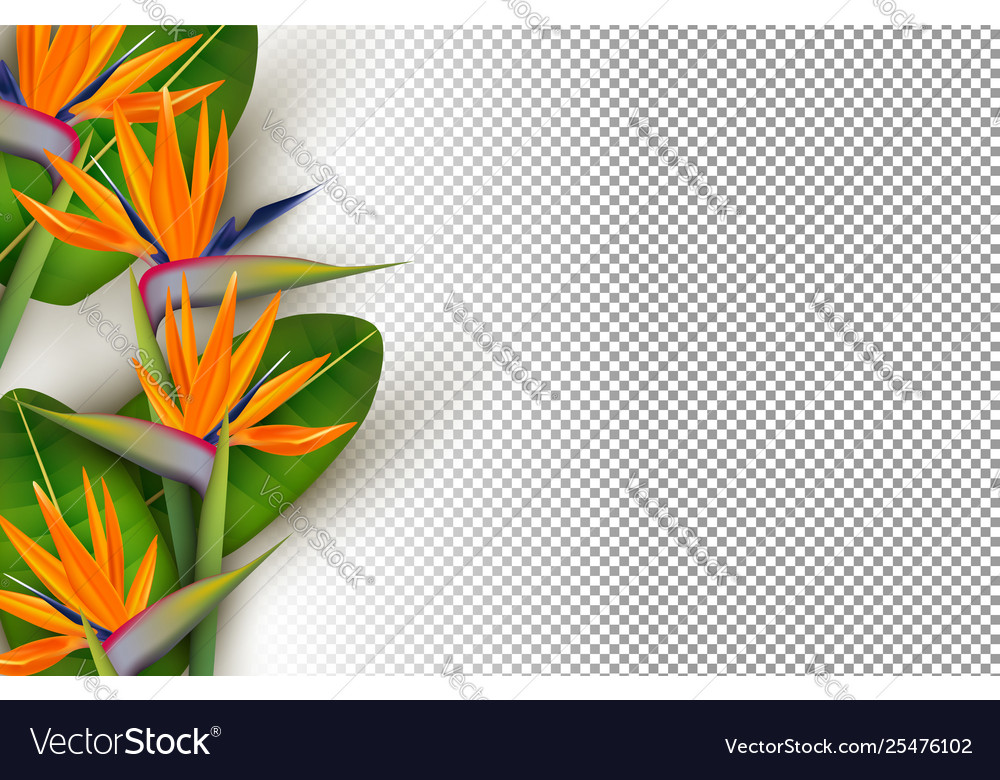 Birds Of Paradise Background