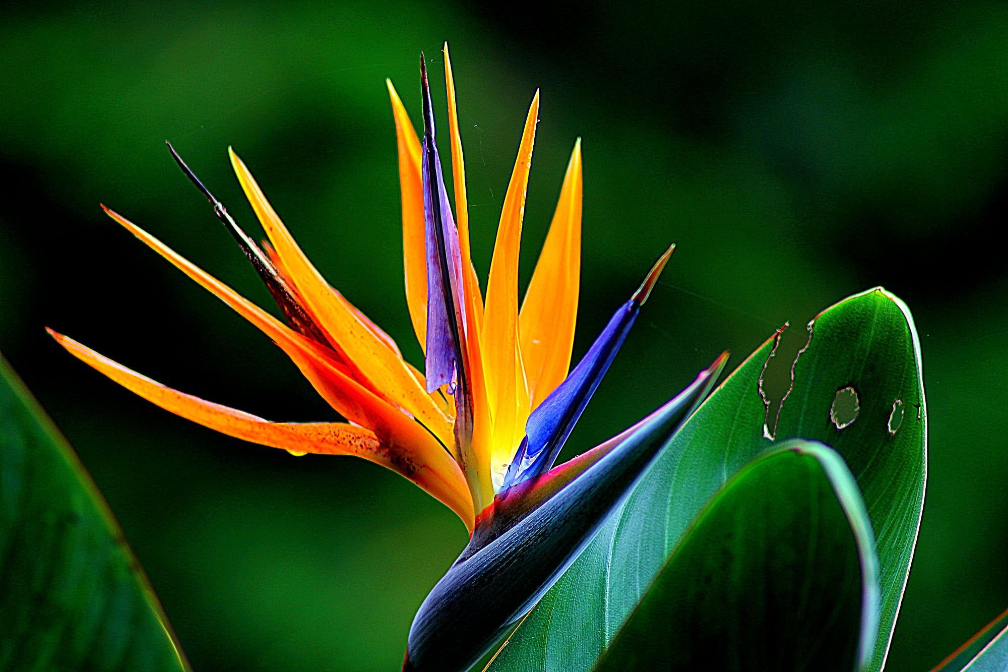 Birds Of Paradise Background