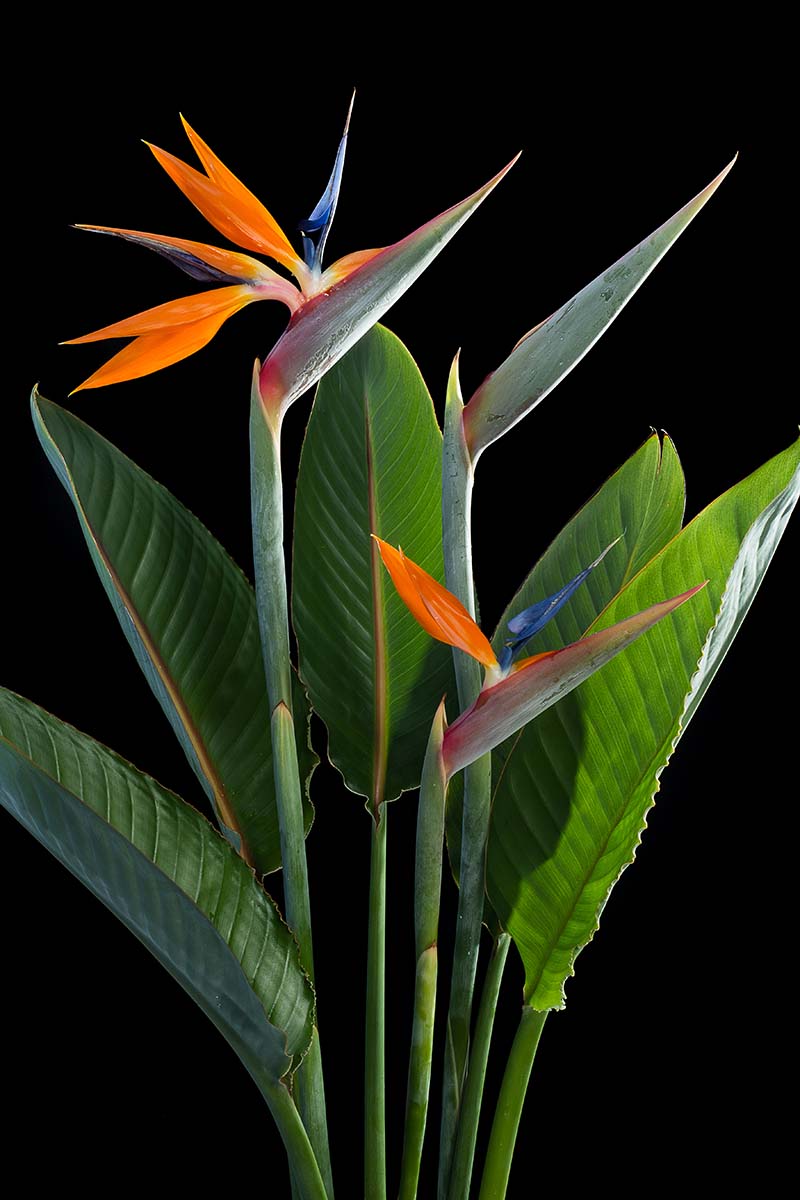 Birds Of Paradise Background