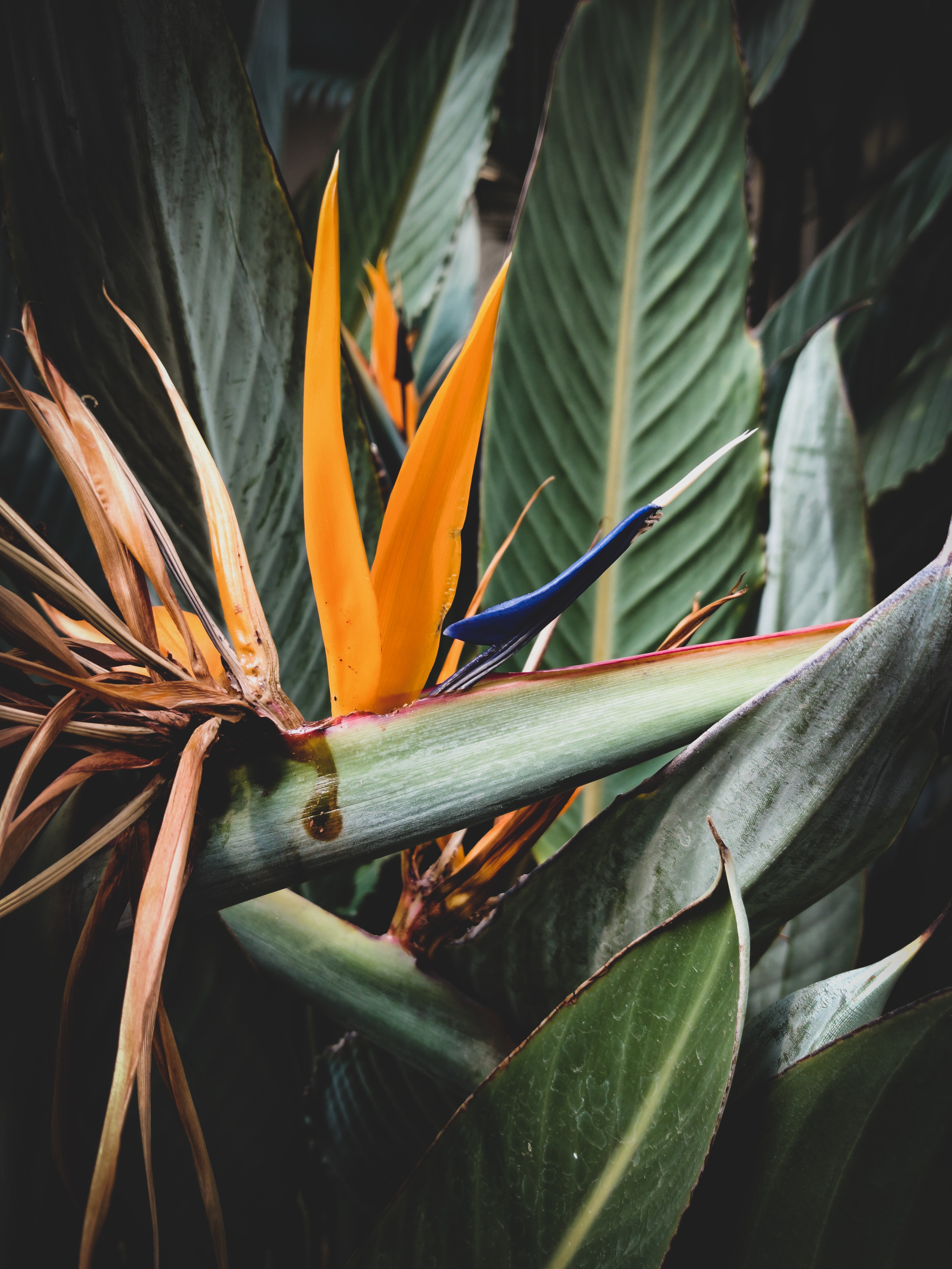 Birds Of Paradise Background