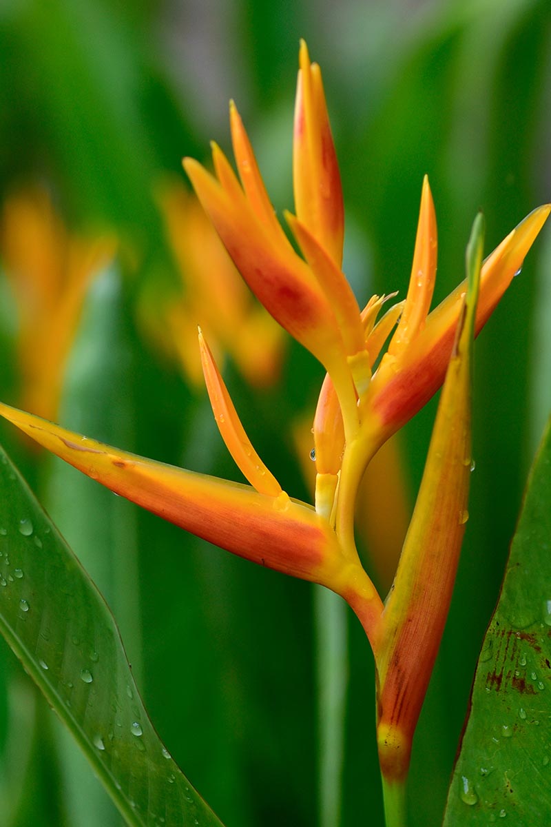 Birds Of Paradise Background