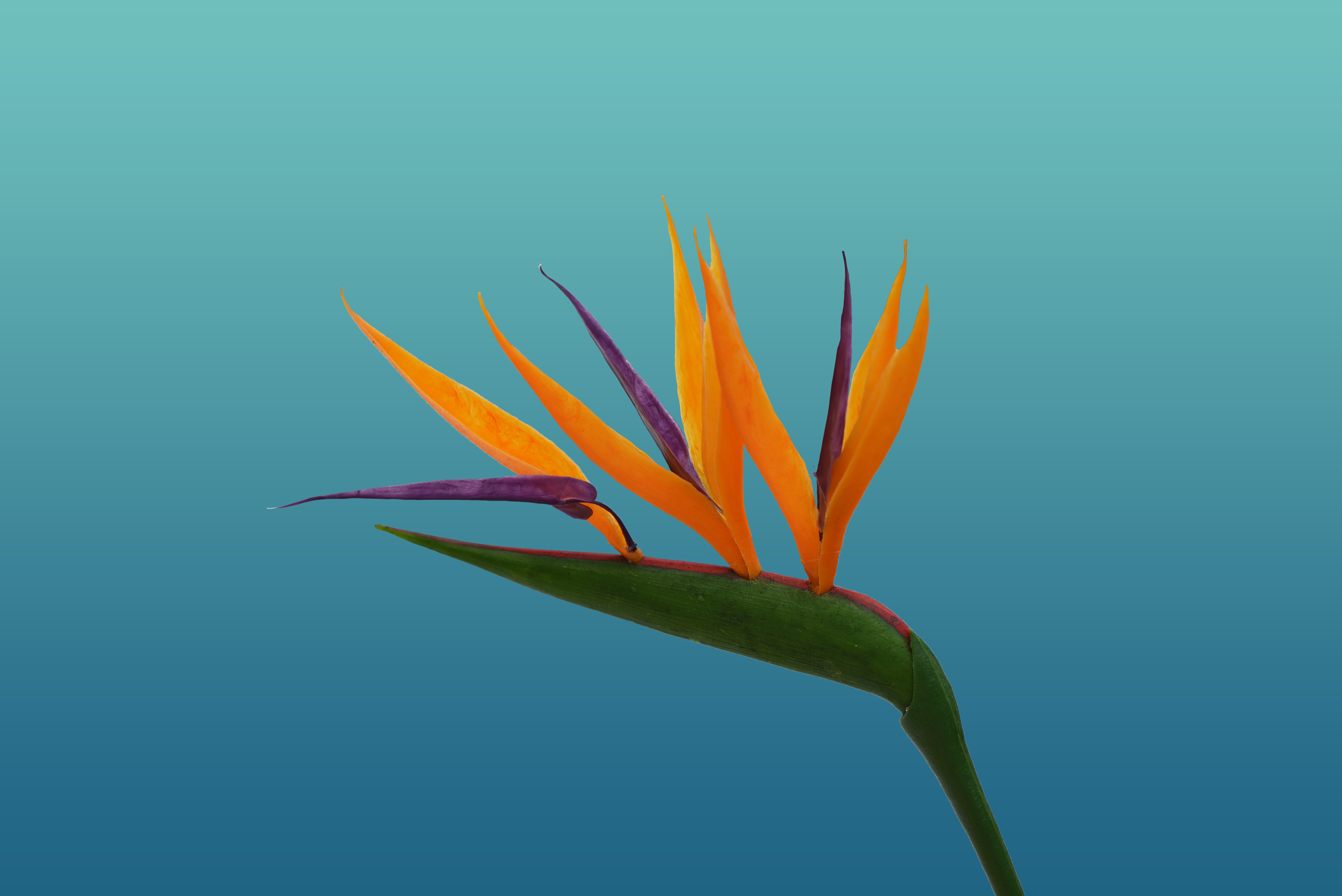 Birds Of Paradise Background