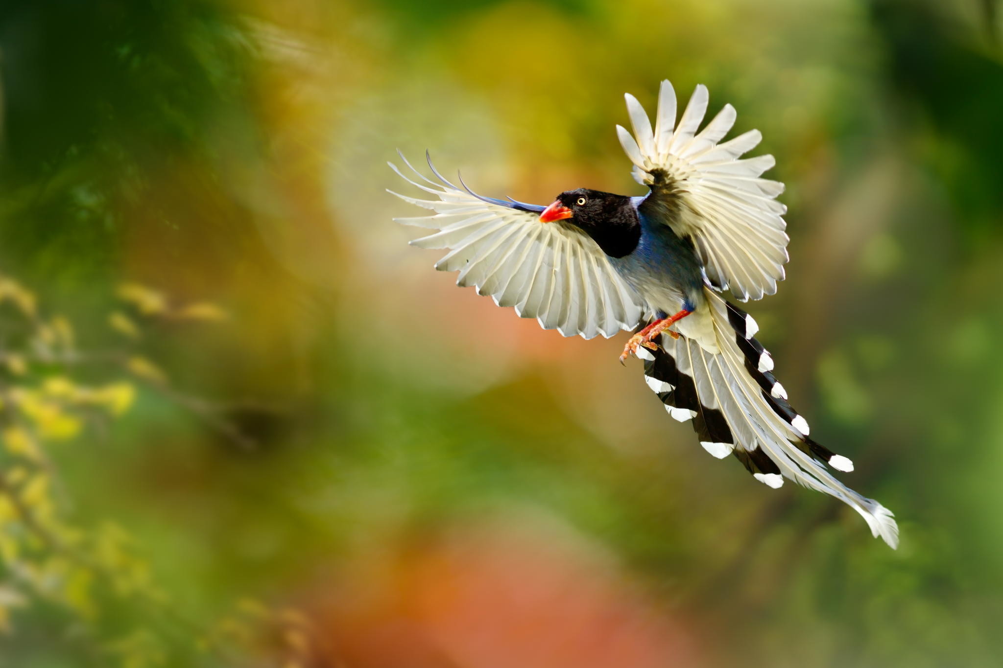 Birds Of Paradise Background