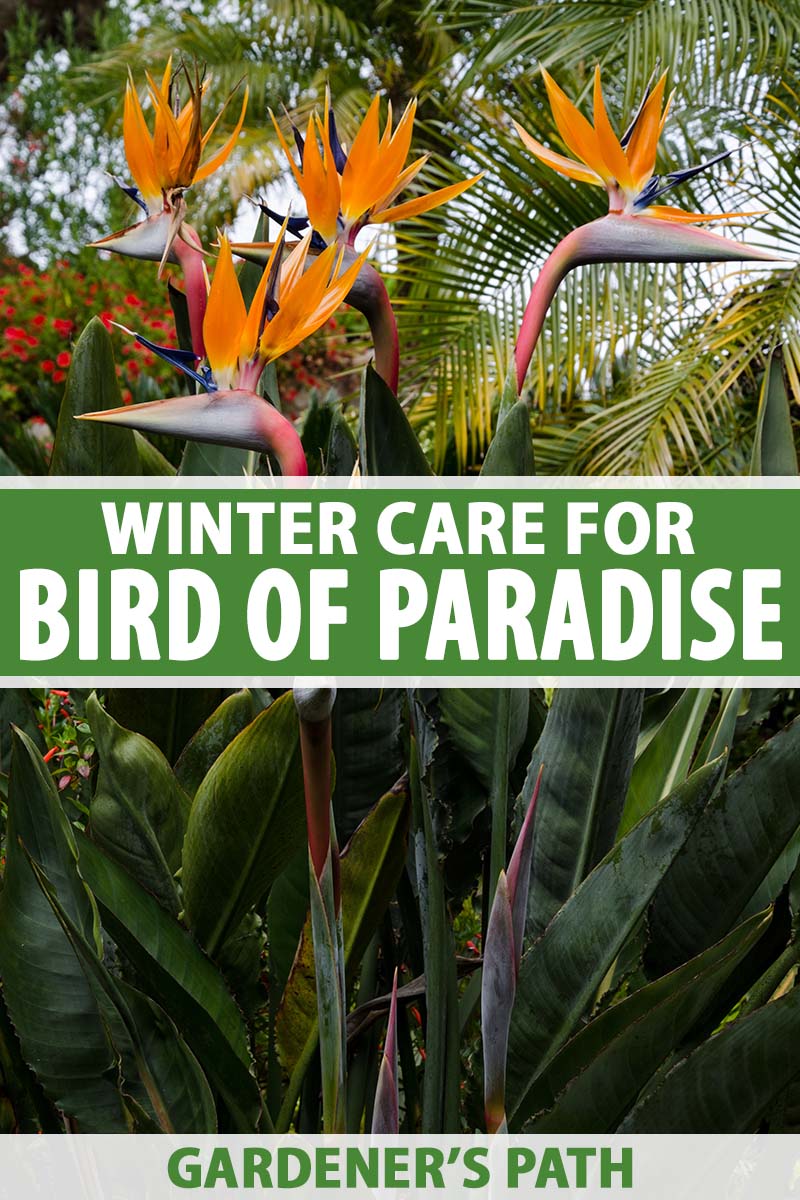 Birds Of Paradise Background