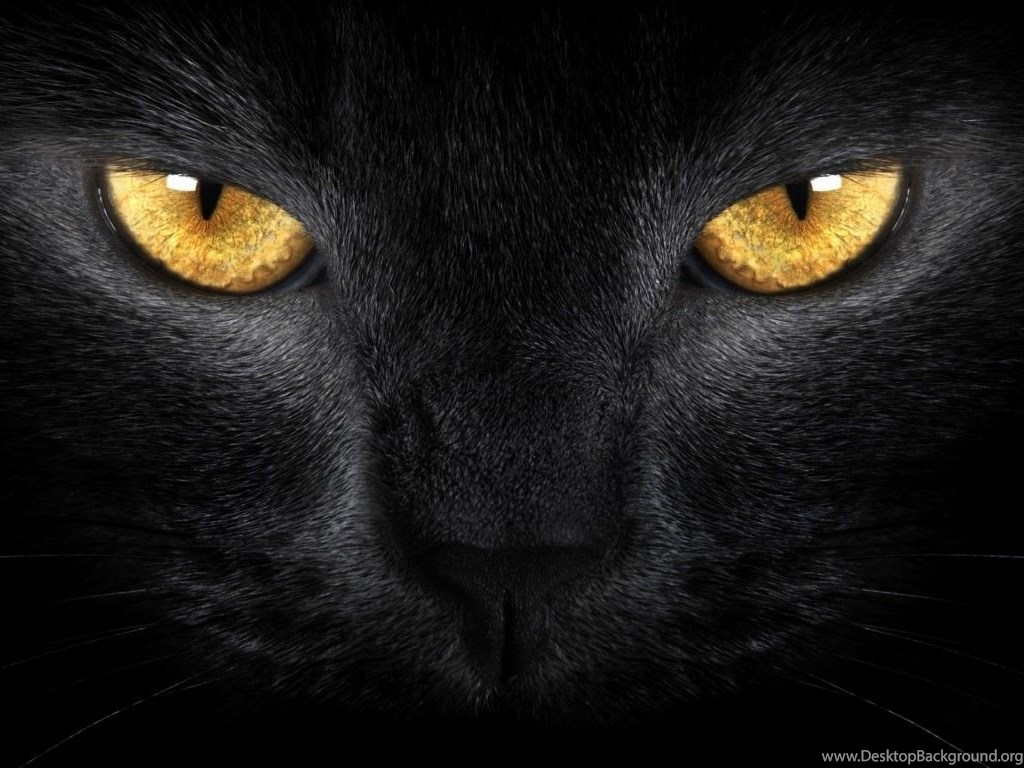 Black Cat Desktop Background