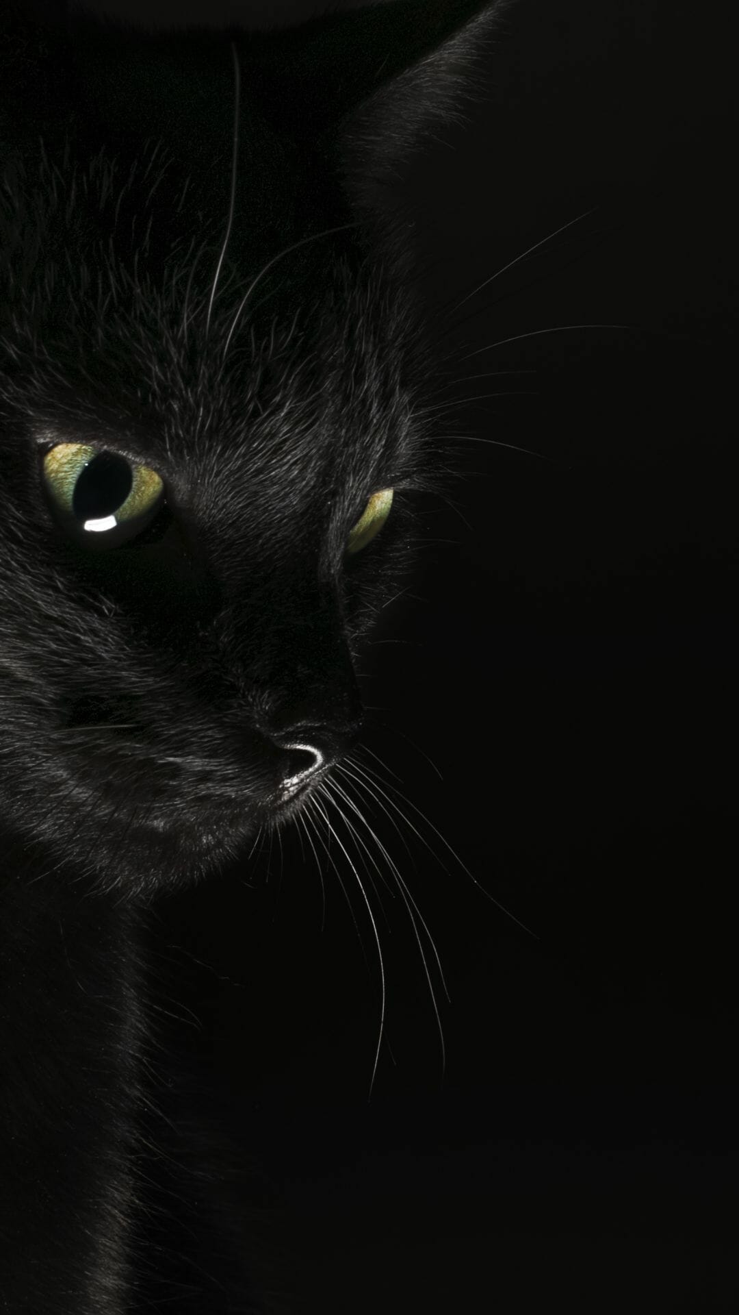 Black Cat Desktop Background