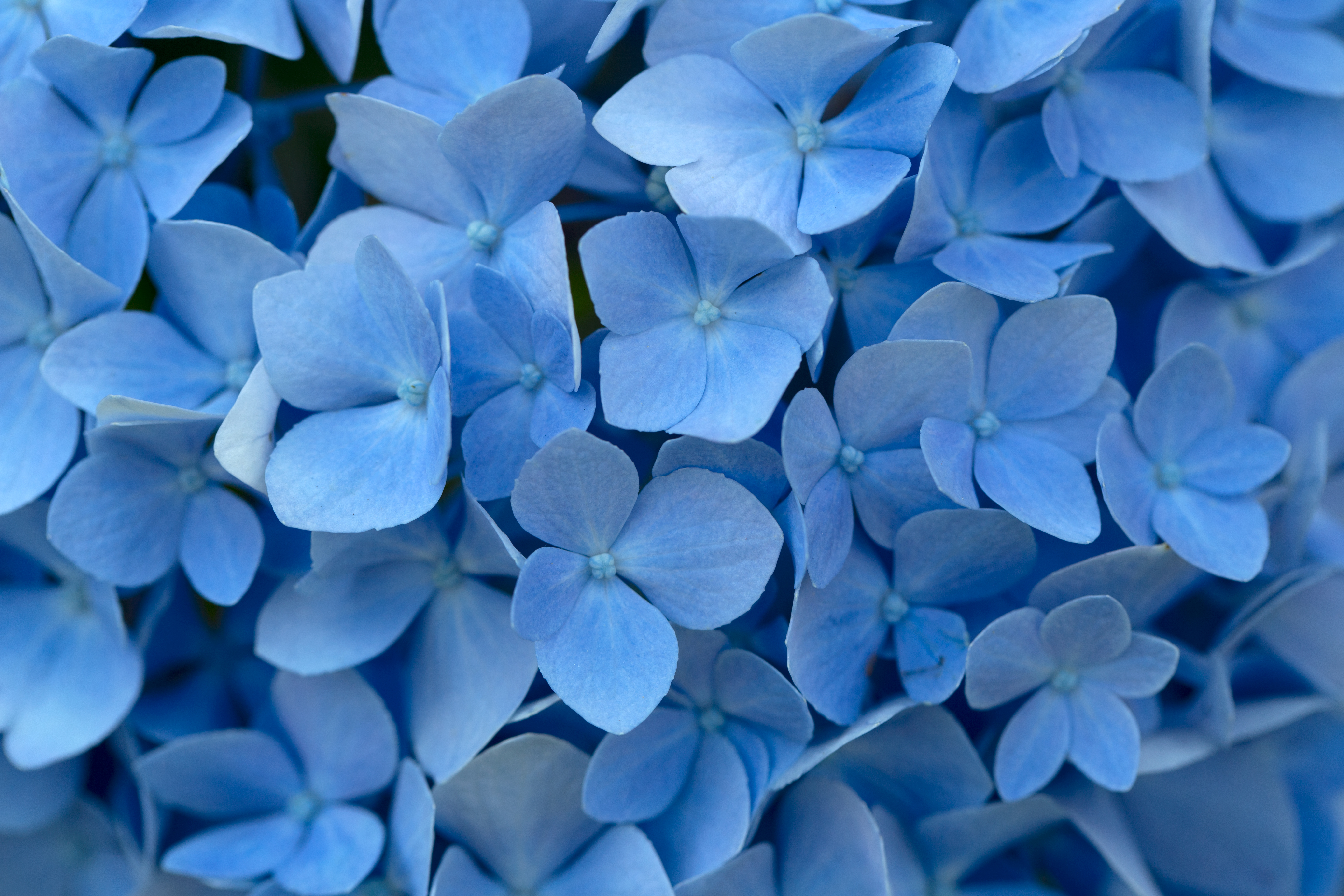 Blue Flowery Background