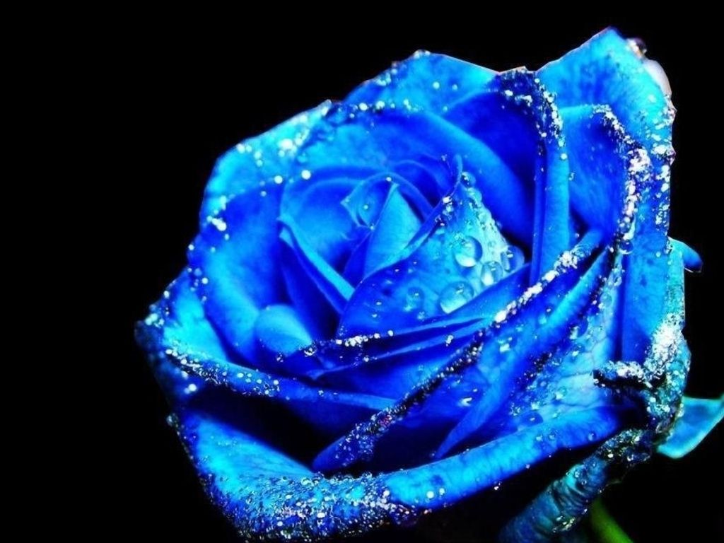 Blue Rose Black Background