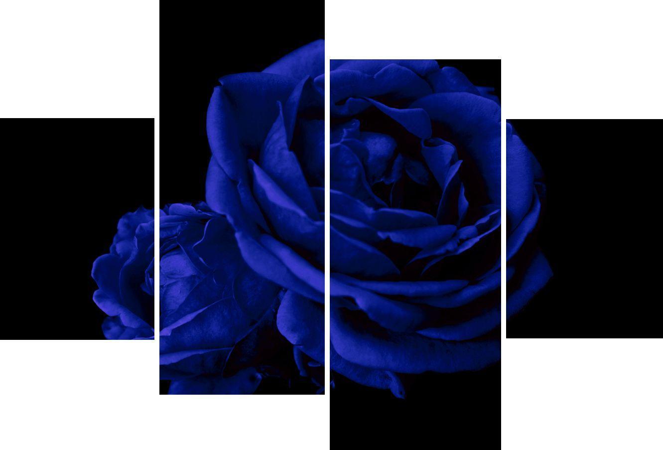 Blue Rose Black Background