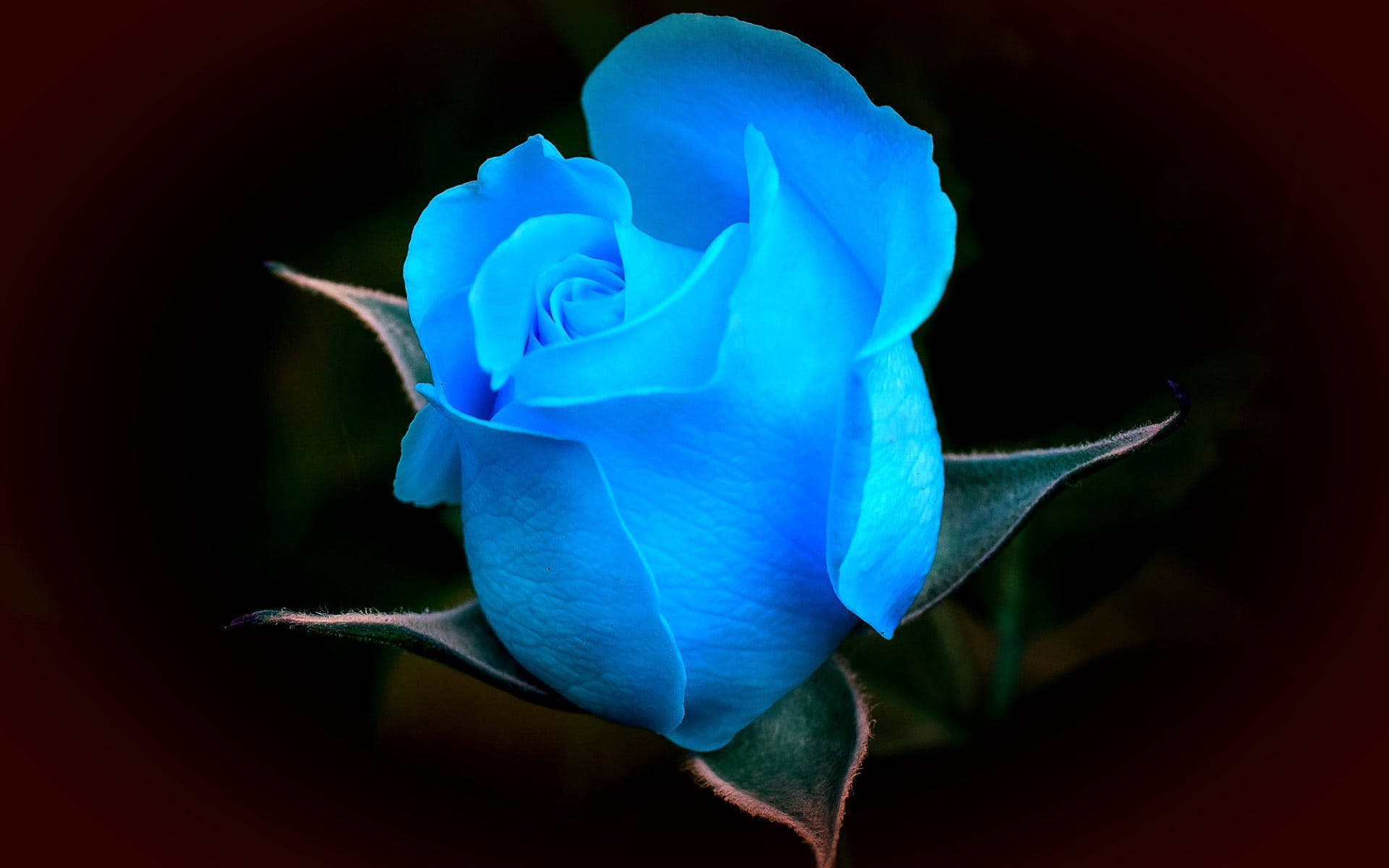 Blue Rose Black Background