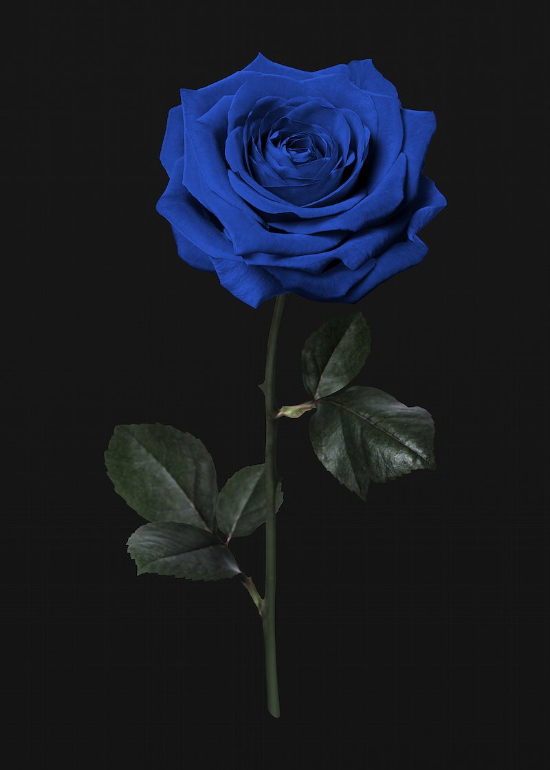 Blue Rose Black Background