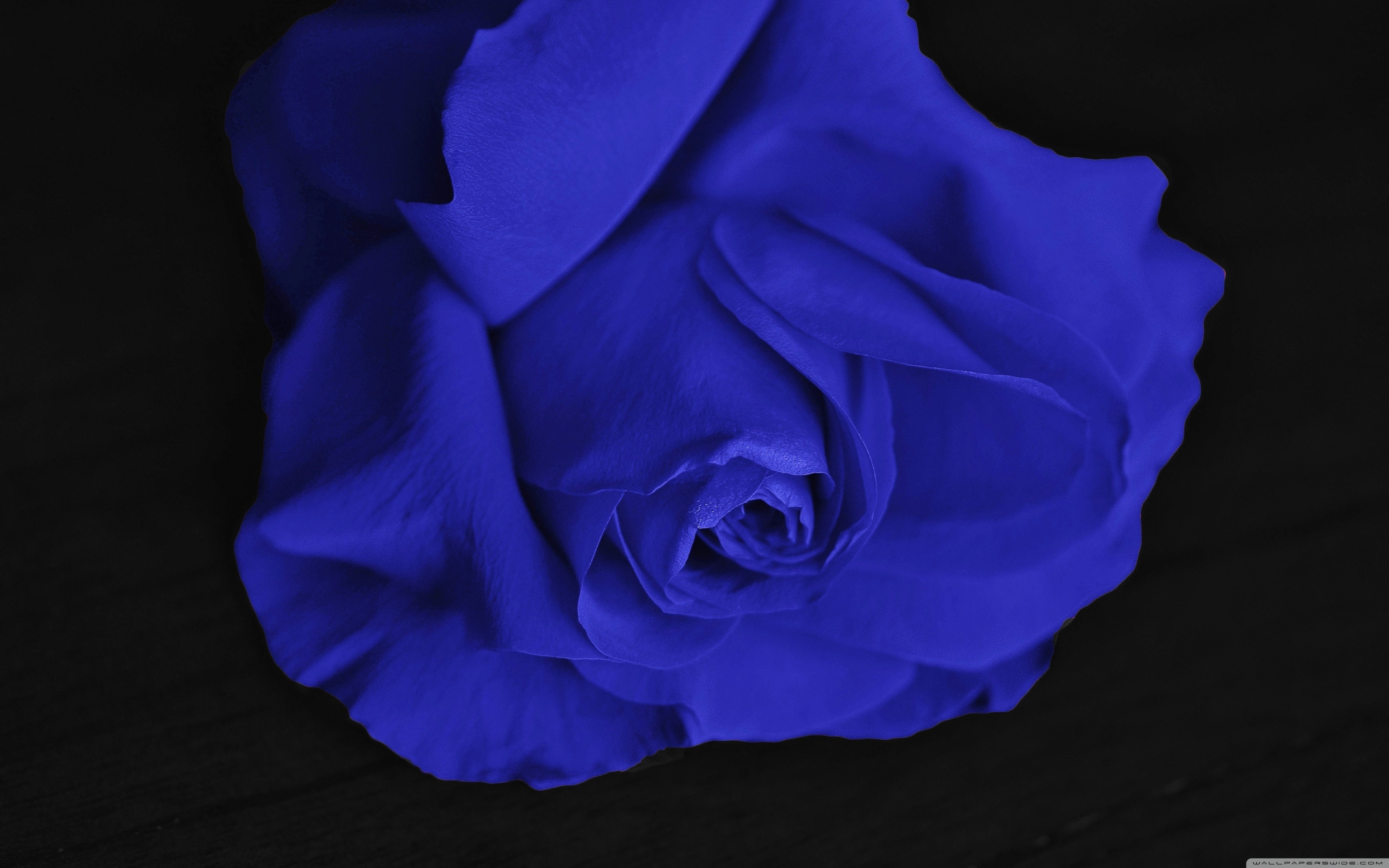 Blue Rose Black Background