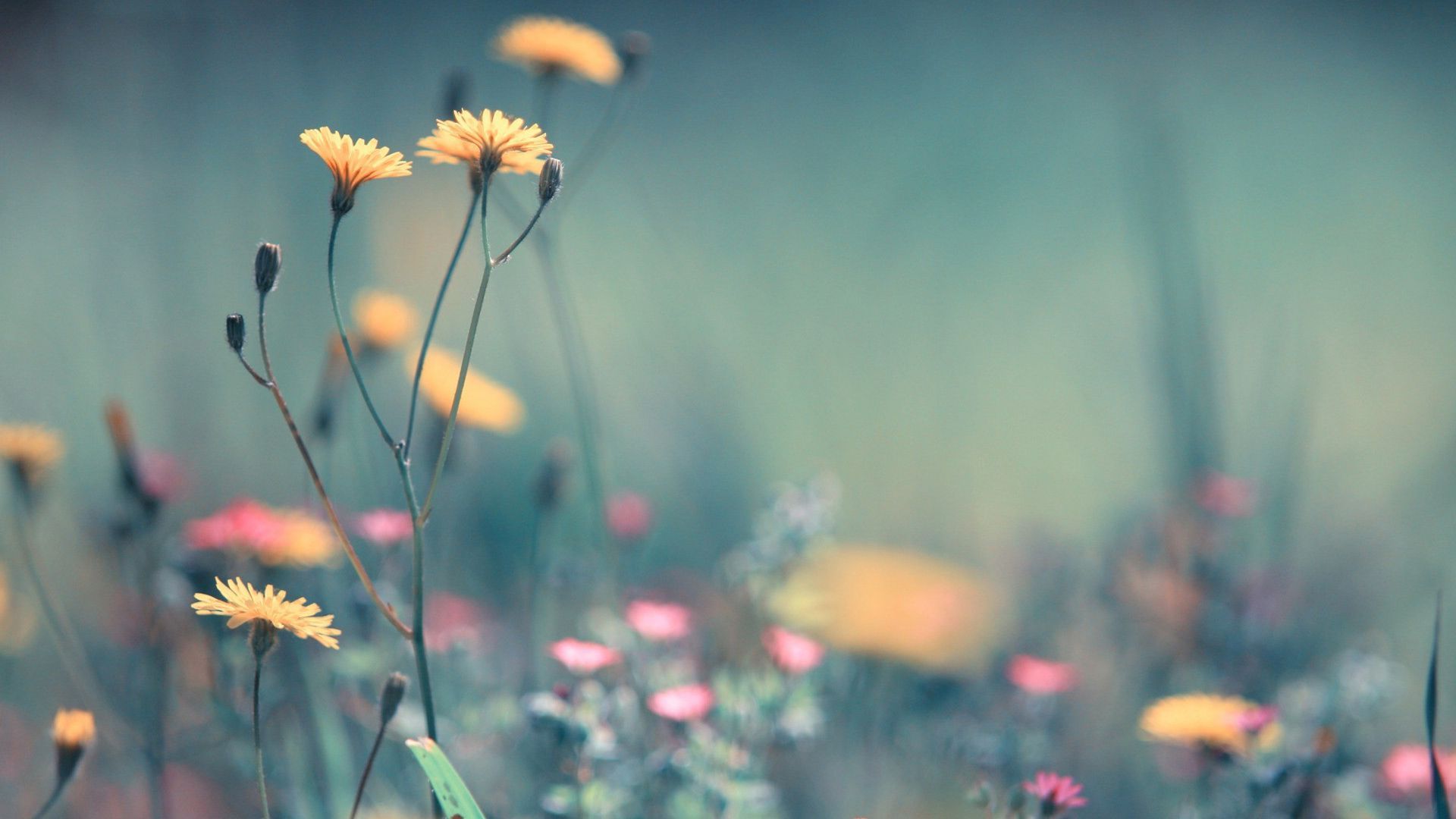 Blurred Flower Background