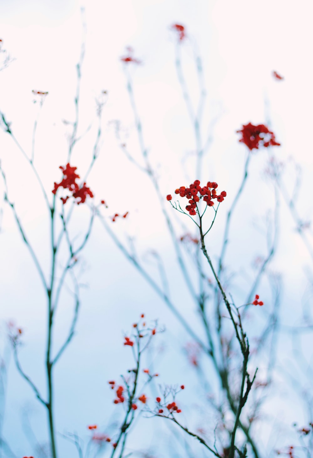 Blurred Flower Background