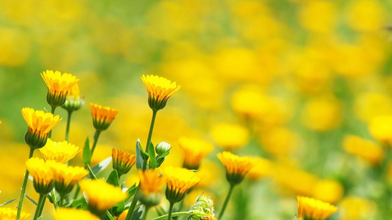 Blurred Flower Background