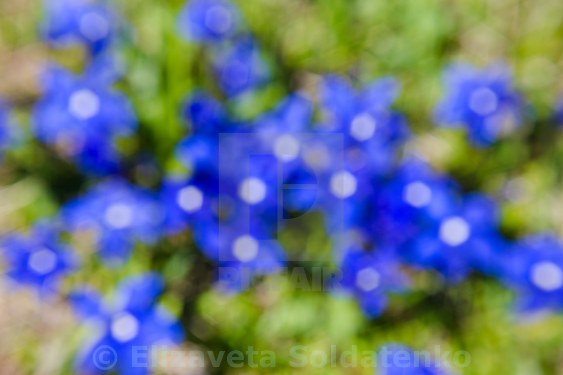 Blurred Flower Background