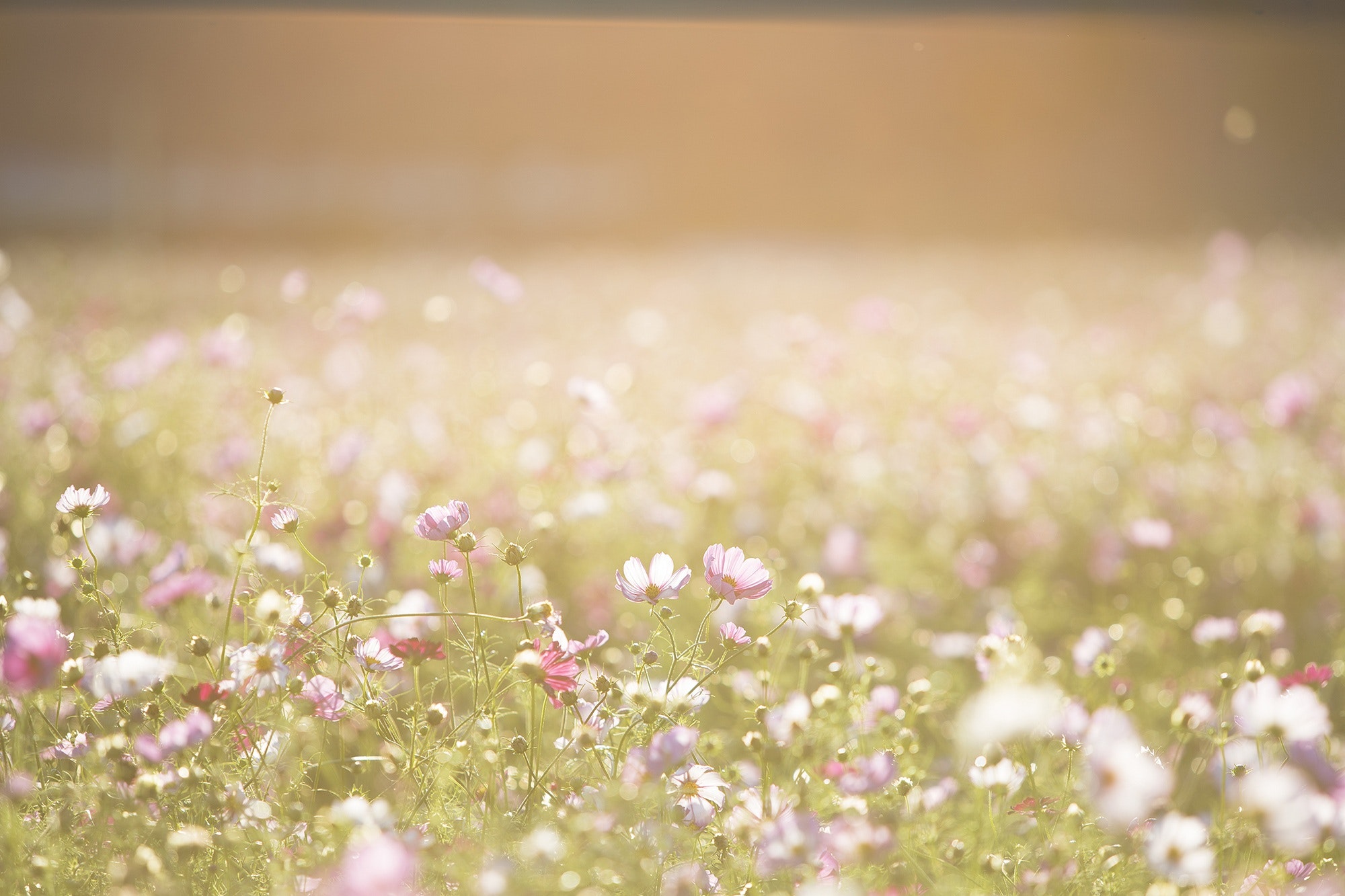 Blurred Flower Background