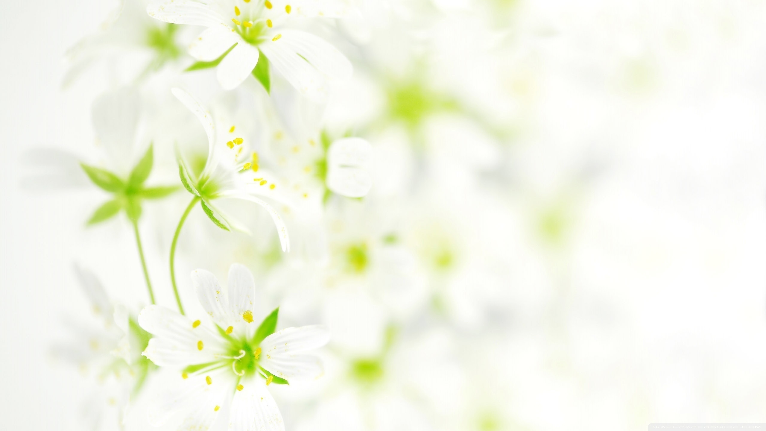 Blurred Flower Background