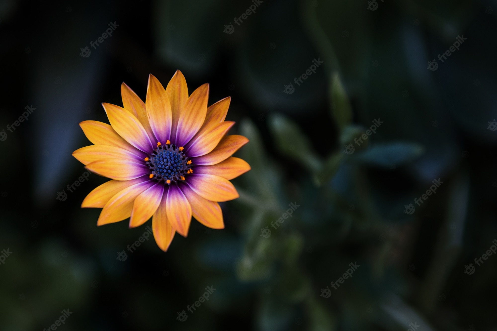 Blurred Flower Background