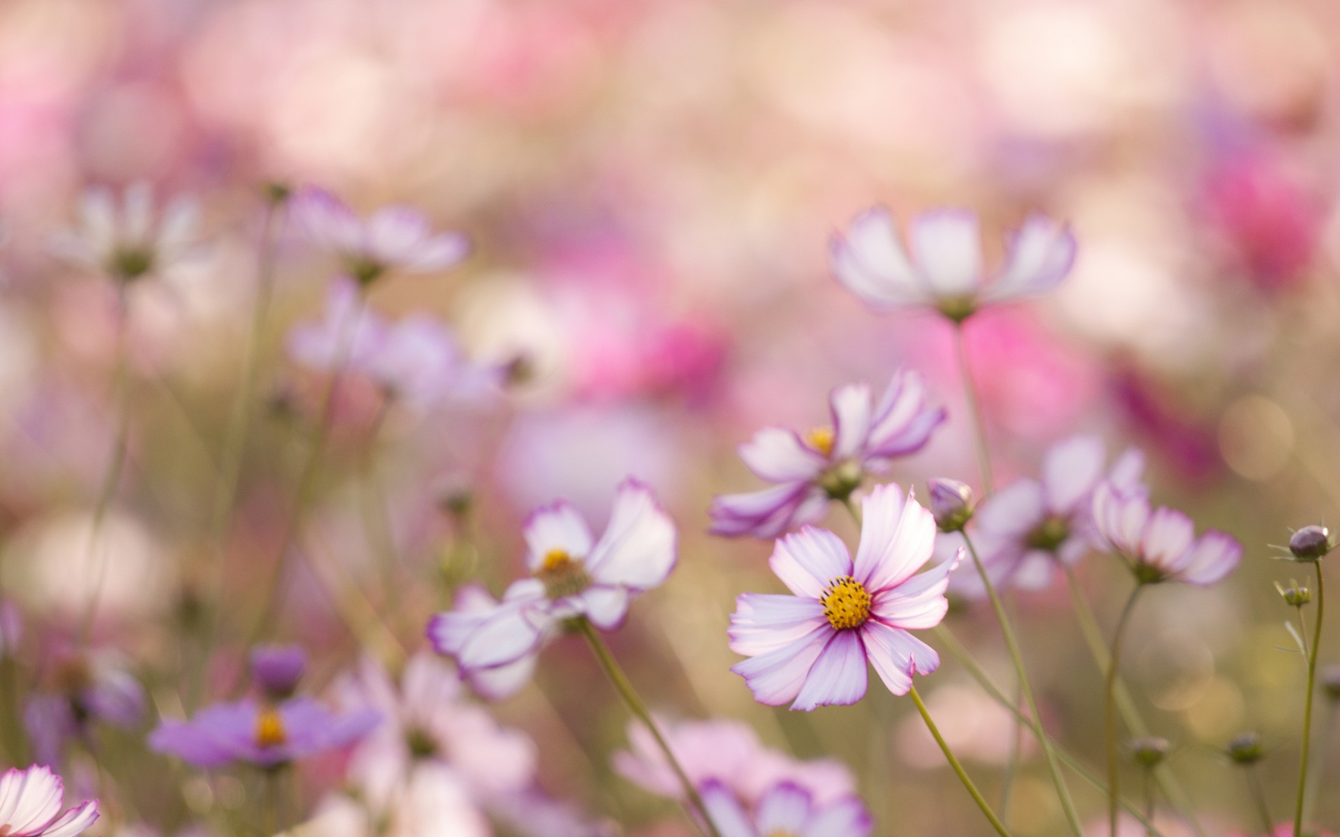 Blurred Flower Background