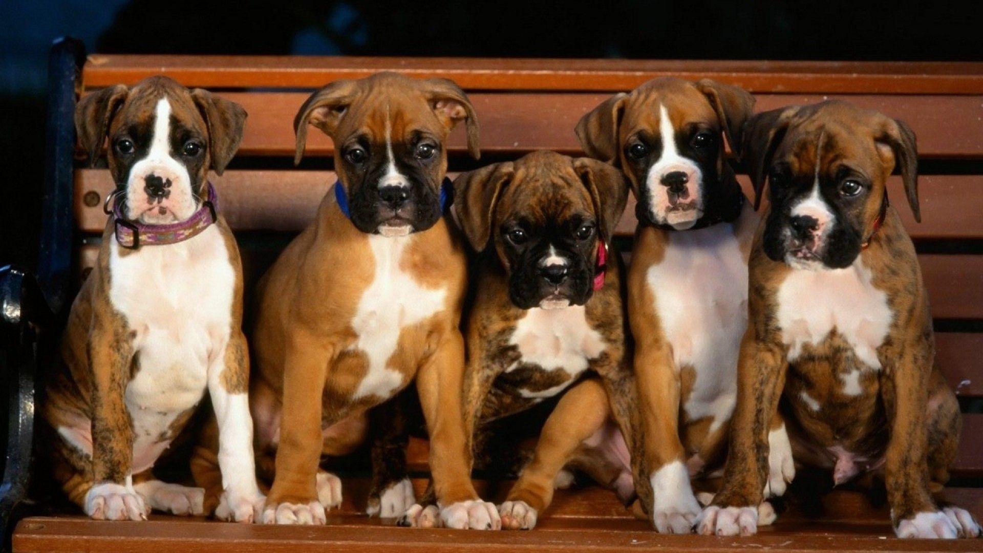 Boxer Backgrounds