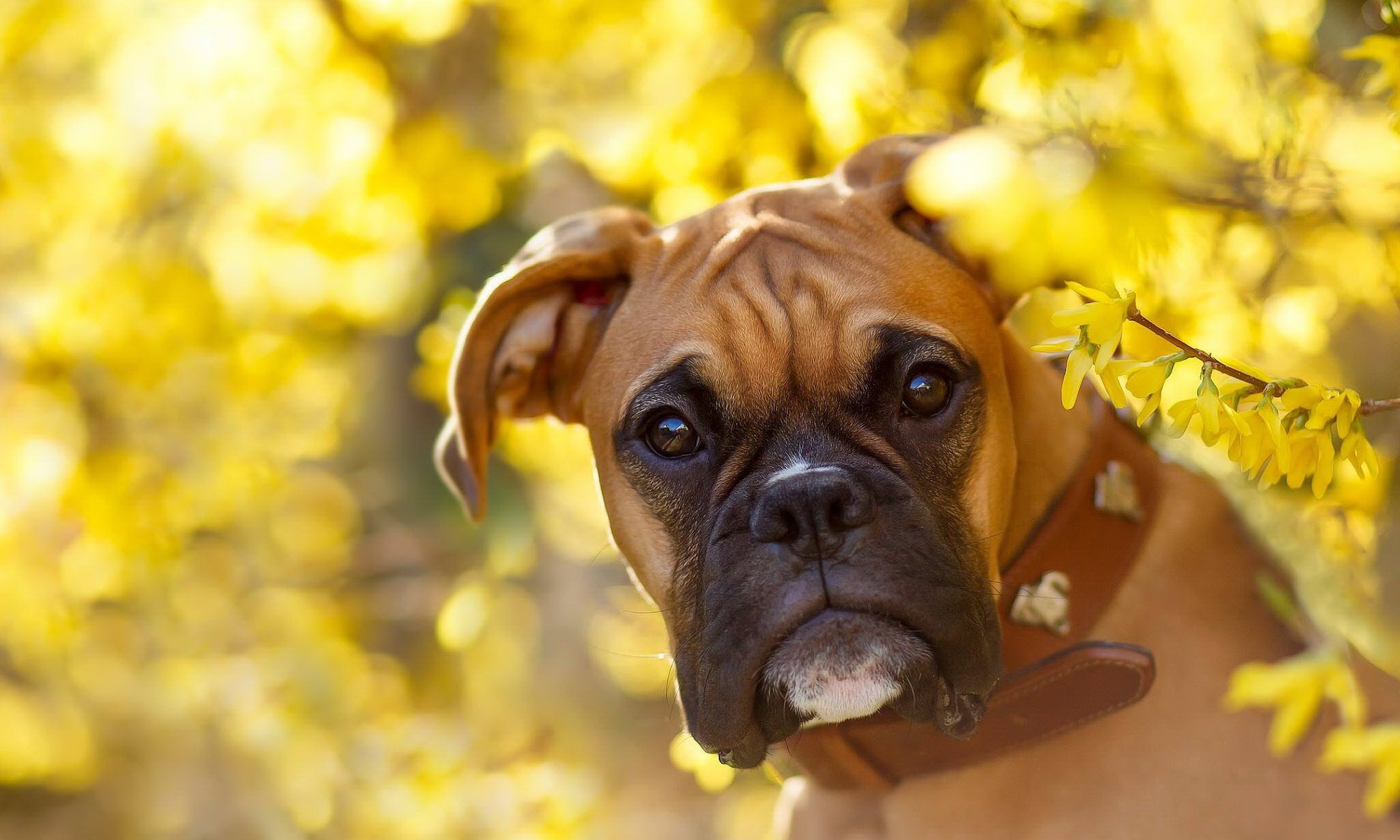 Boxer Backgrounds