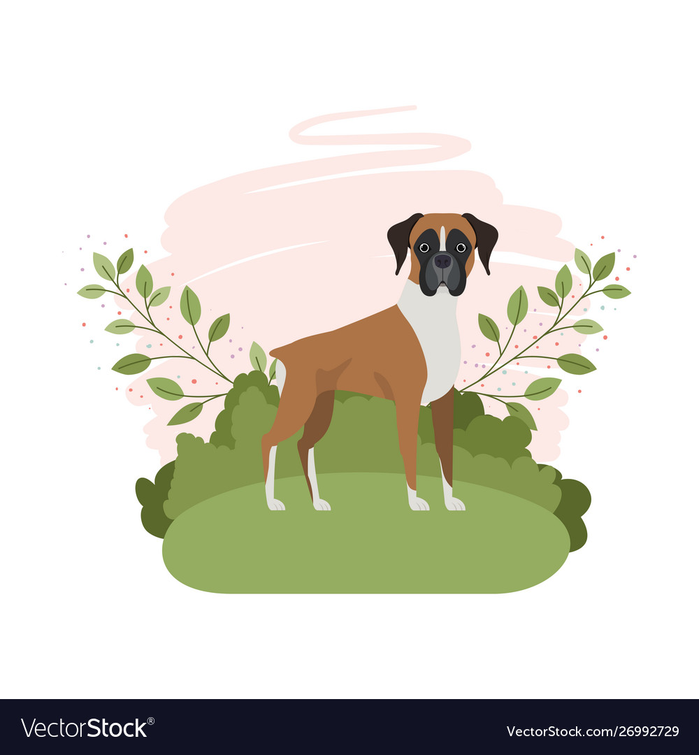 Boxer Backgrounds