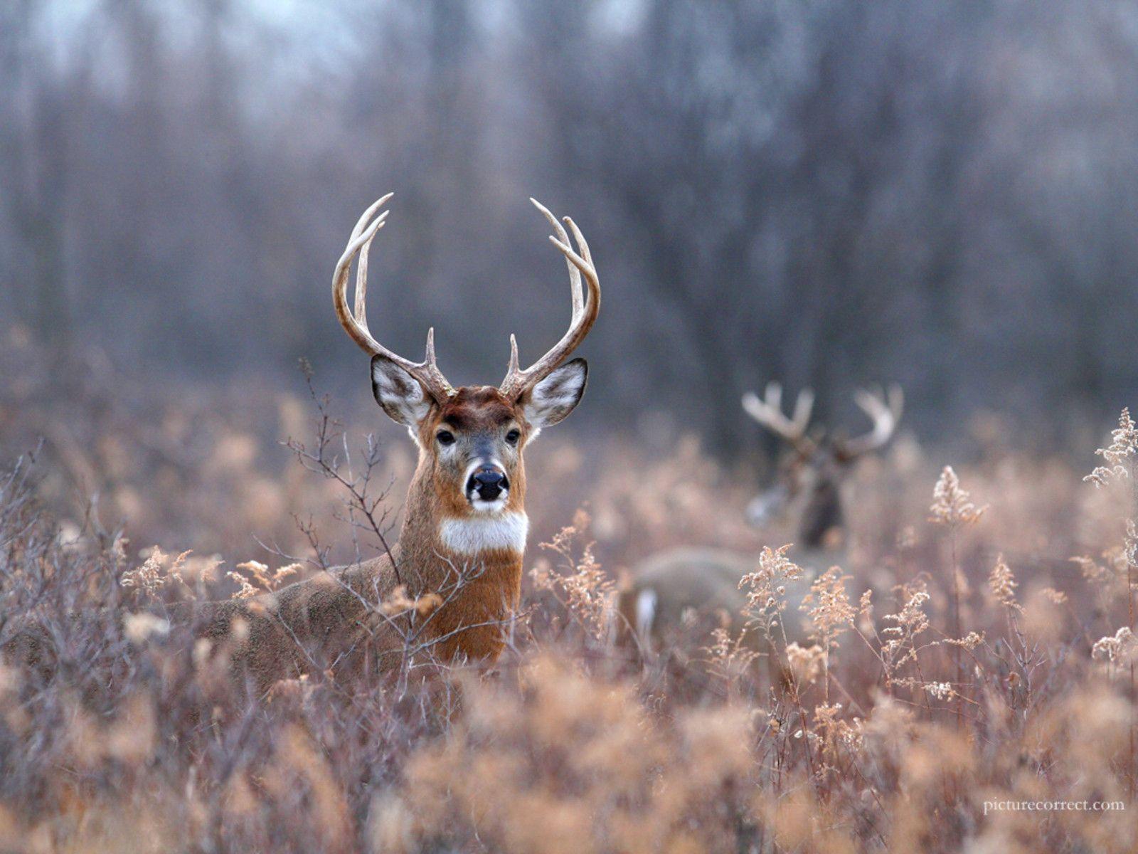 Buck Background