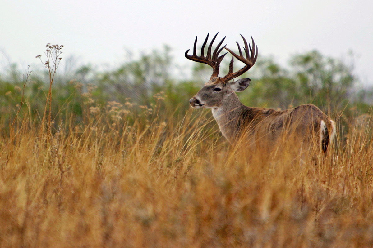 Buck Background