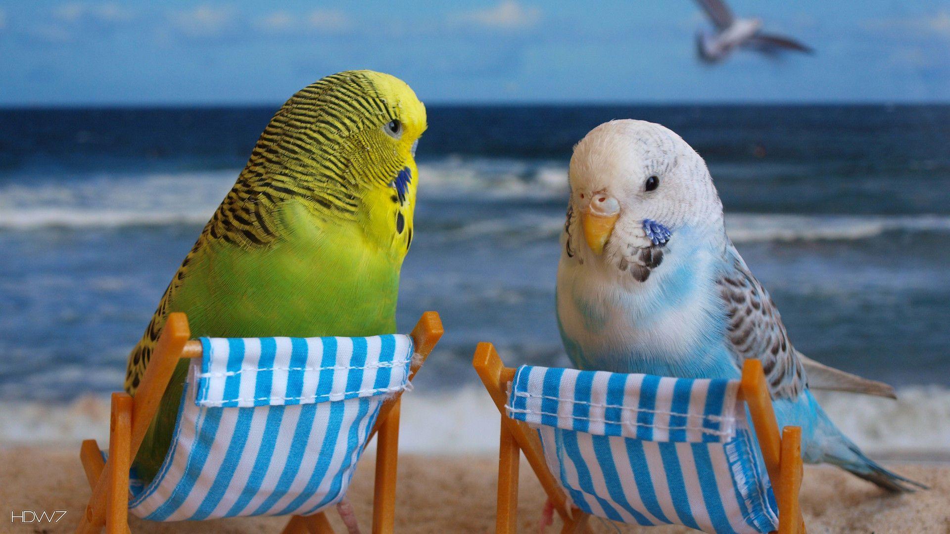 Budgie Background