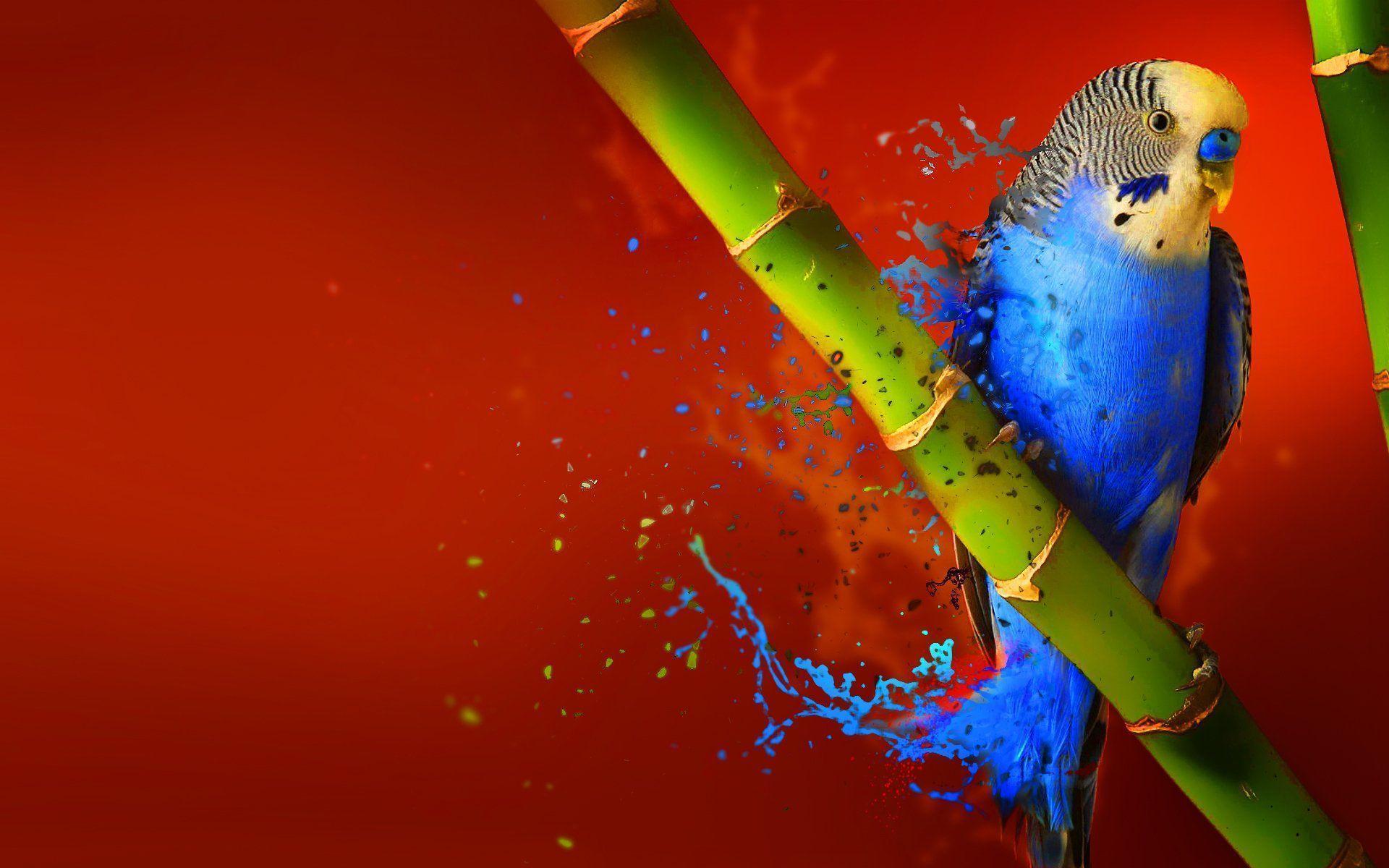 Budgie Background