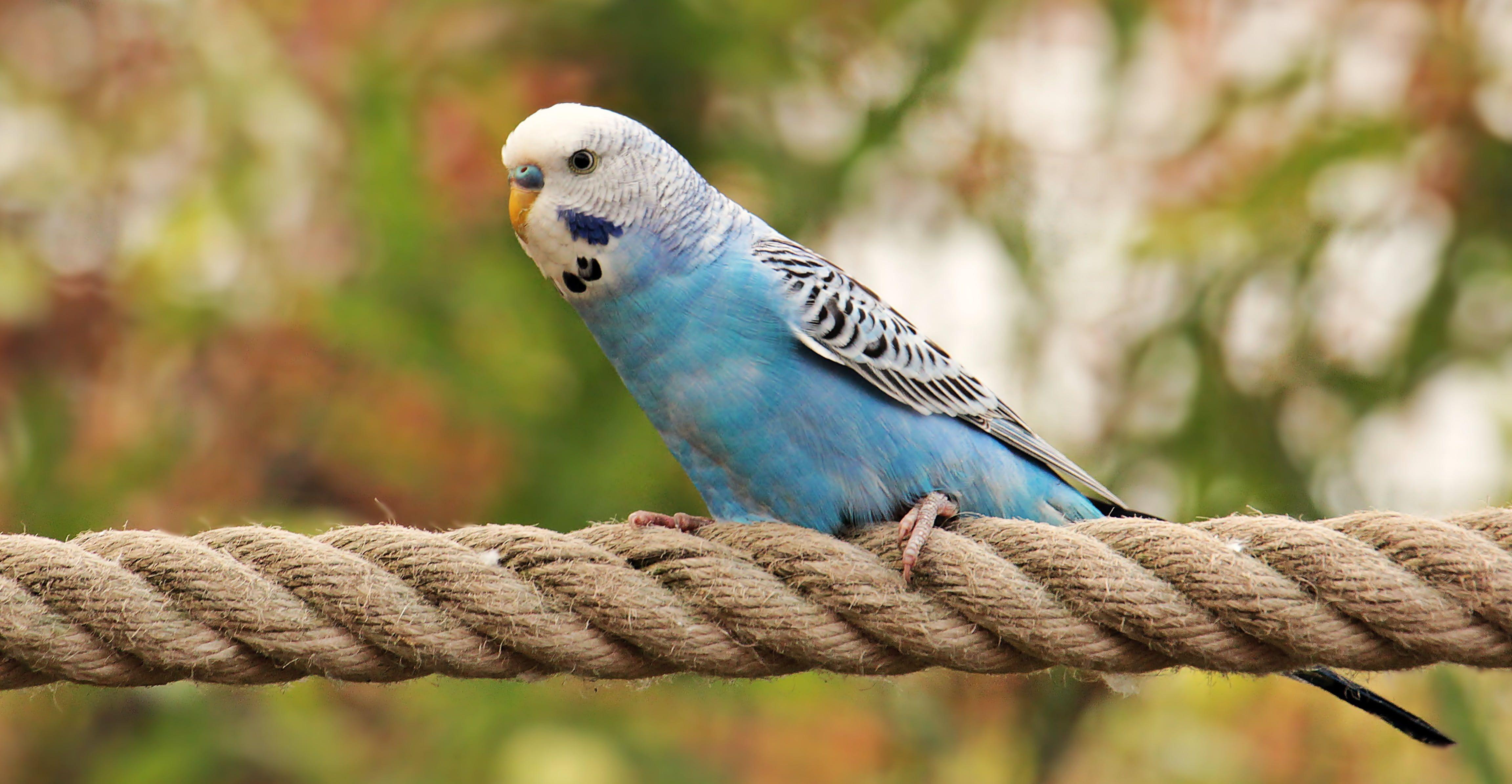 Budgie Background