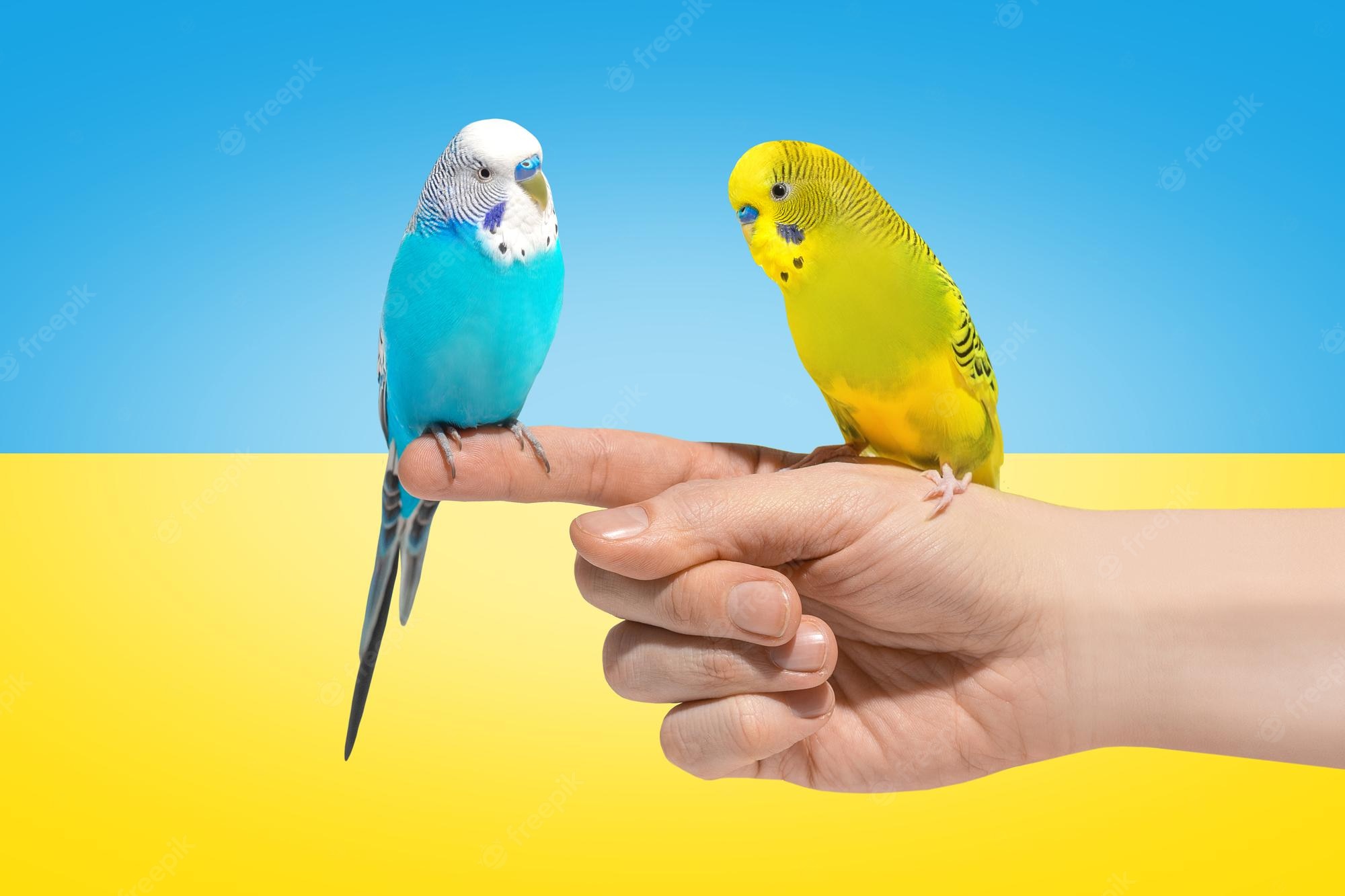 Budgie Background