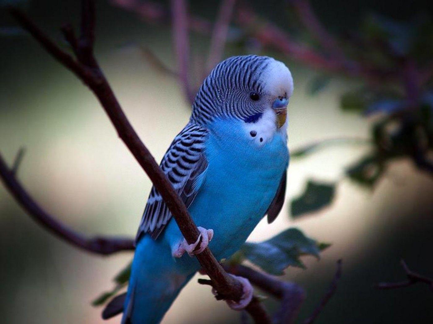 Budgie Background