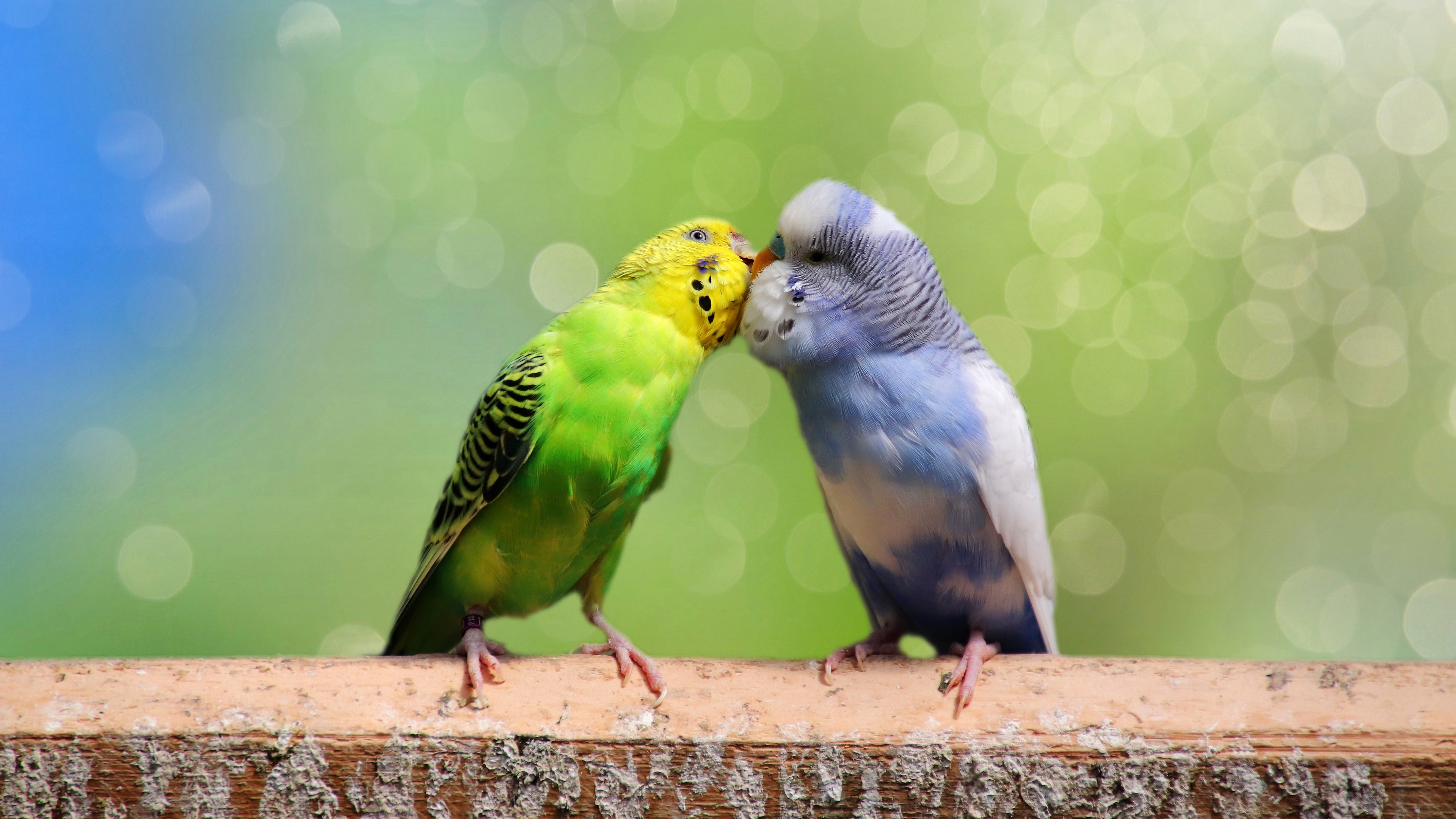 Budgie Background