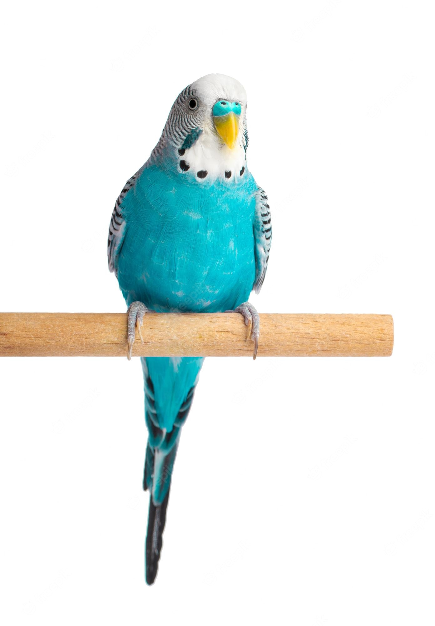 Budgie Background