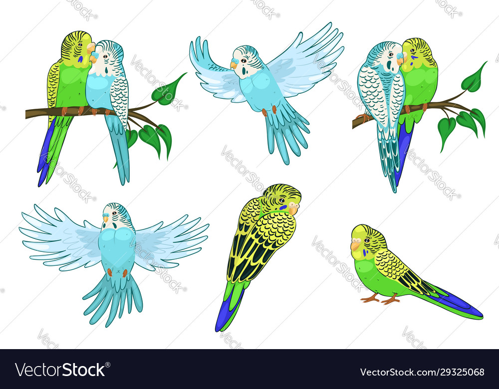 Budgie Background