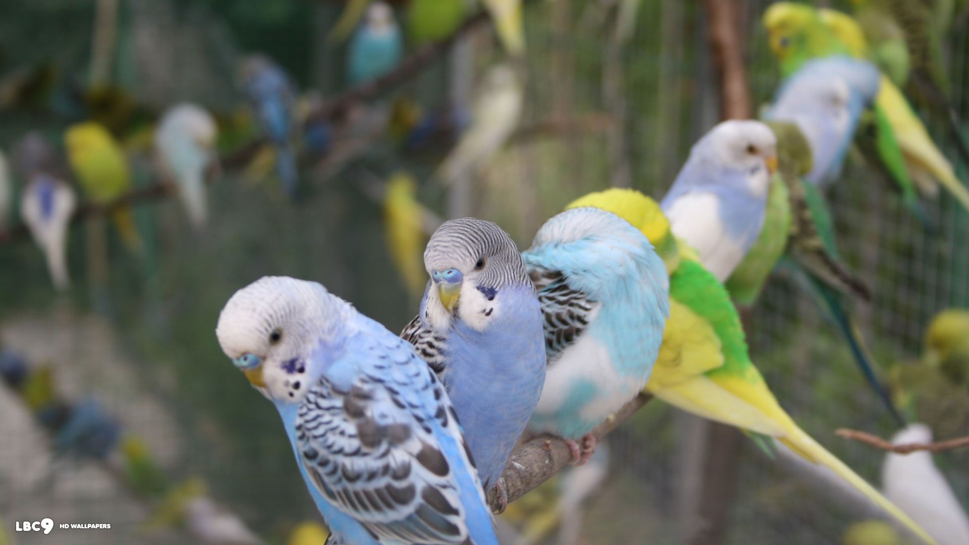 Budgie Background