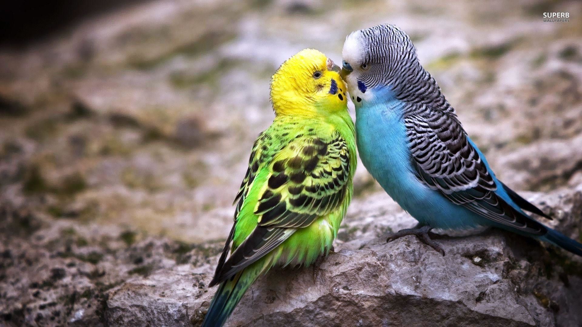 Budgie Background