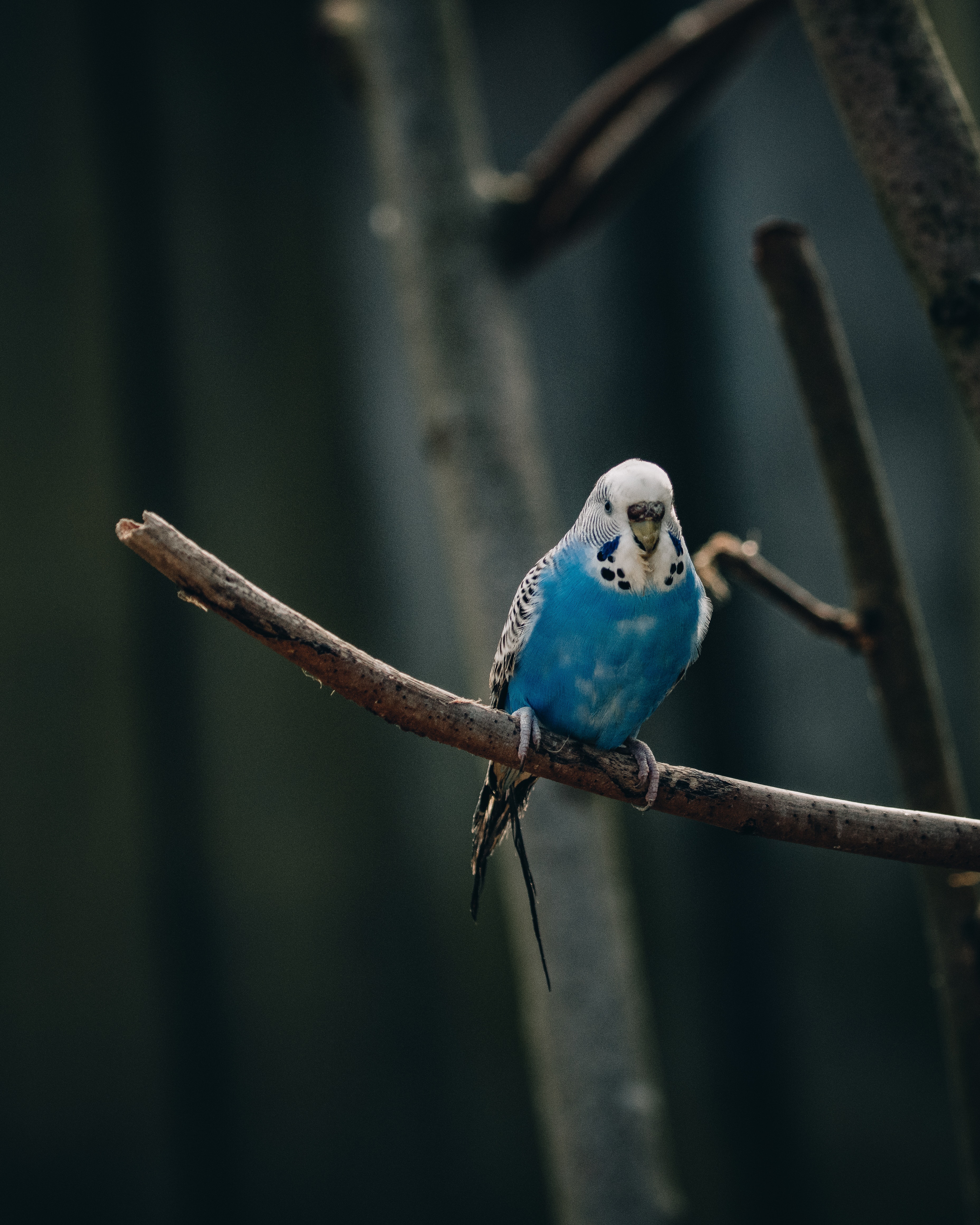 Budgie Background