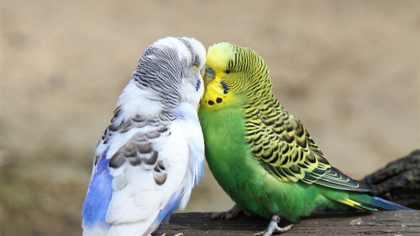 Budgie Background